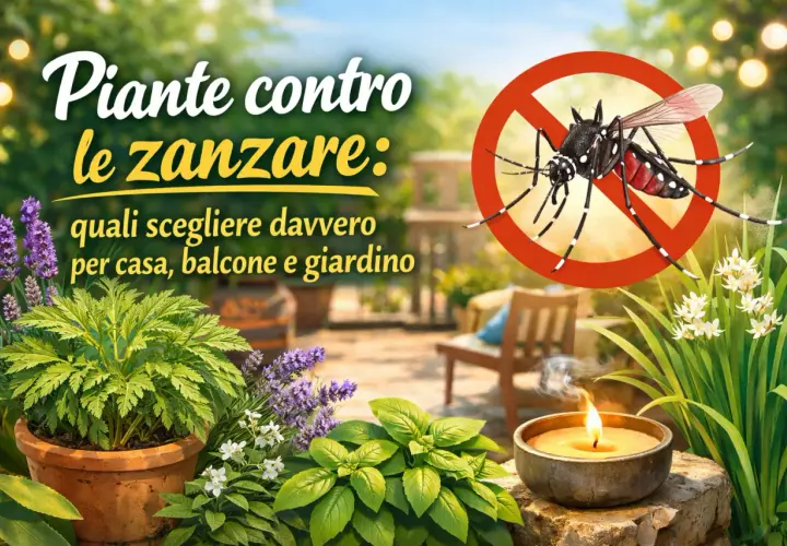 Piante contro le zanzare: lavanda, basilico e rosmarino per un giardino senza insetti.