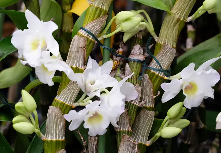 Orchidées bambou en pleine floraison, prêtes pour leur entretien. Les tiges vertes et les boutons floraux promettent une belle floraison.