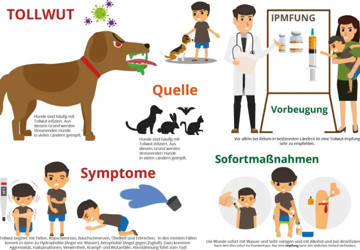 Tollwut-Symptome: Fieber, Aggressivität, Hydrophobie. Ein geimpfter Hund und ein Arzt mit Impfstoff zeigen Prävention.