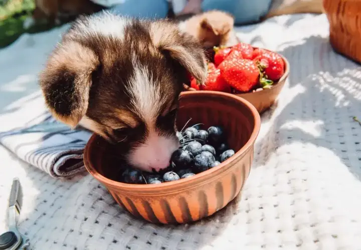 Szczeniak Corgi bada miseczkę z borówkami, zastanawiając się, czy psy mogą jeść borówki. Obok miska z truskawkami.