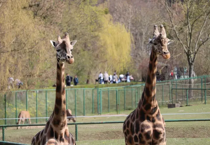 Dwie żyrafy pozują na tle zieleni, jakby zapraszały do odwiedzenia największego zoo w Polsce.