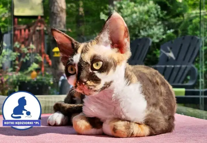 Devon Rex hodowla: Jak wybrać odpowiedzialnego hodowcę?