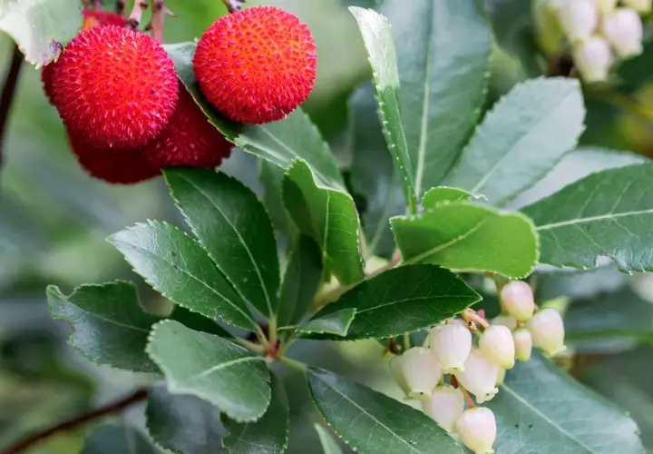 Arbousier en hauteur, ses fruits rouges texturés et ses grappes de fleurs blanches en clochettes.
