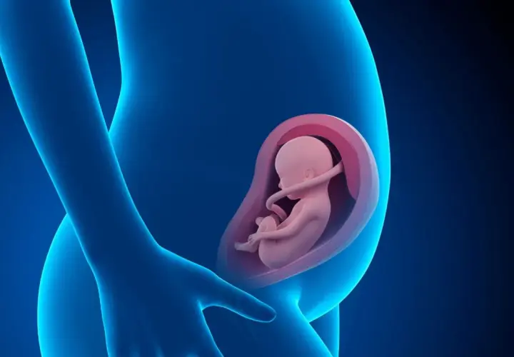 Feto di 16 settimane in utero, un piccolo essere che cresce e si sviluppa, protetto e nutrito.