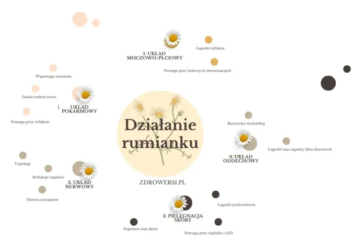 Rumianek na zęby? Nie, ale łagodzi stany zapalne błon śluzowych, pomaga przy refluksie i uspokaja. Działa na wiele układów.