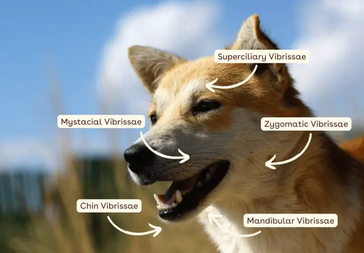 A dog's face, showing why dogs have whiskers: mystacial, zygomatic, superciliary, and chin vibrissae.