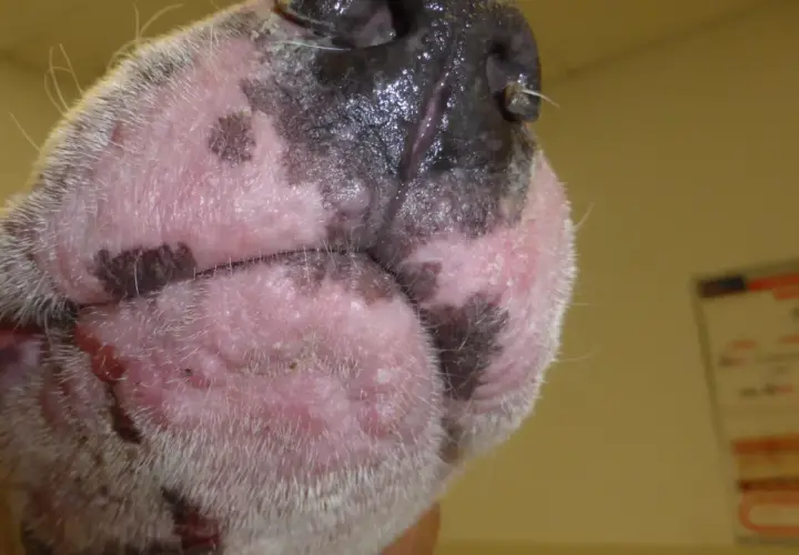 Primer plano de la cara de un perro con piel irritada y enrojecida, posiblemente por una alergia al pelo de perro.