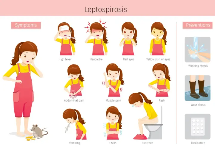 Illustrations montrant les symptômes de la leptospirose : fièvre, maux de tête, yeux rouges, peau jaune, douleurs abdominales, musculaires, éruptions cutanées, vomissements, frissons, diarrhée.