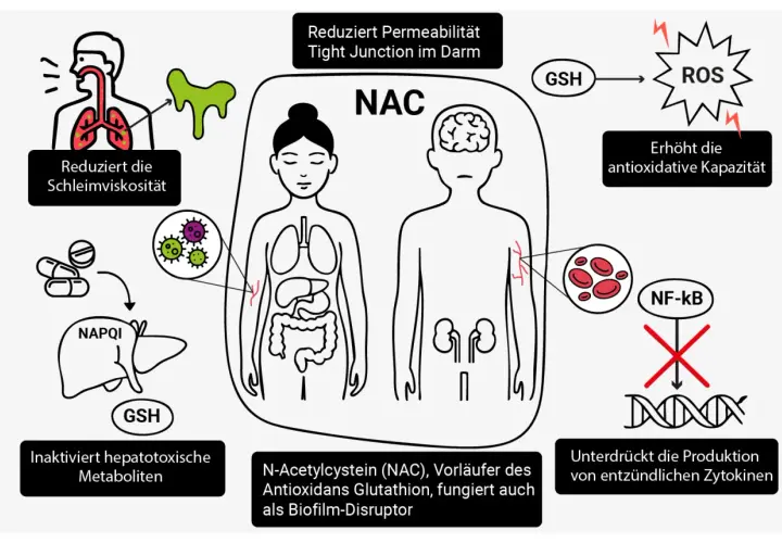 NAC wirkt gegen Entzündungen, reduziert Schleim, schützt die Leber und stärkt die antioxidative Kapazität. Keine nac nebenwirkungen ersichtlich.