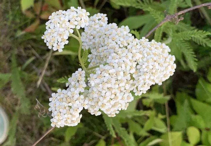 En klase av små, vita blommor med gula mittpunkter, som en liten vit blomma med gult i mitten, växer i grönskan.