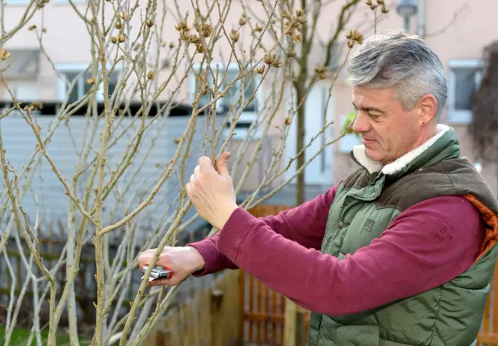 Mann schneidet mit einer Gartenschere einen kahlen Strauch zurück, bereit für das Hibiskus umpflanzen im Frühling.