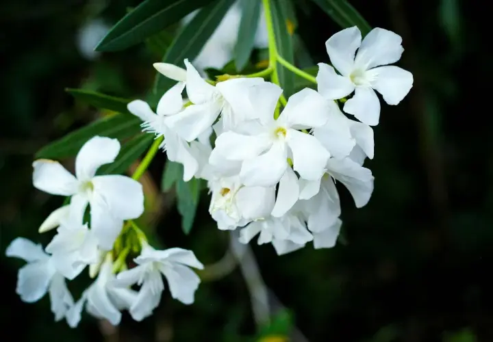 Ramo de flores blancas, quizás uno de los tipos de jazmín, con pétalos delicados y hojas verdes oscuras al fondo.