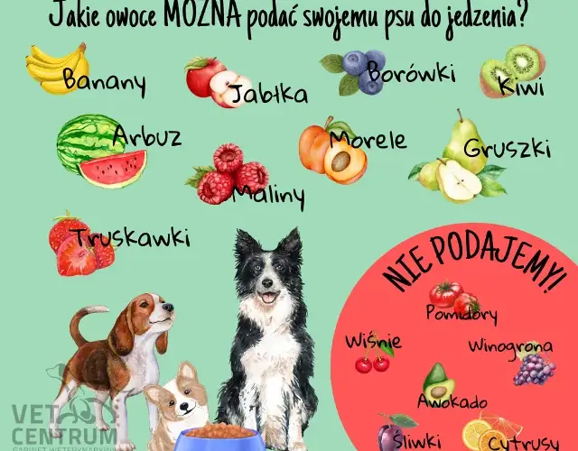 Jakie warzywa dla psa? Sprawdź listę bezpiecznych i toksycznych