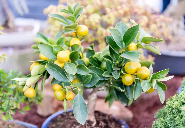Arbuste en pot orné de petites mandarines jaunes et de feuilles vertes luxuriantes, prêt à décorer un intérieur.