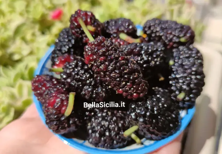 Un cestino pieno di succosi gelsi frutto, scuri e invitanti, pronti per essere gustati sotto il sole.