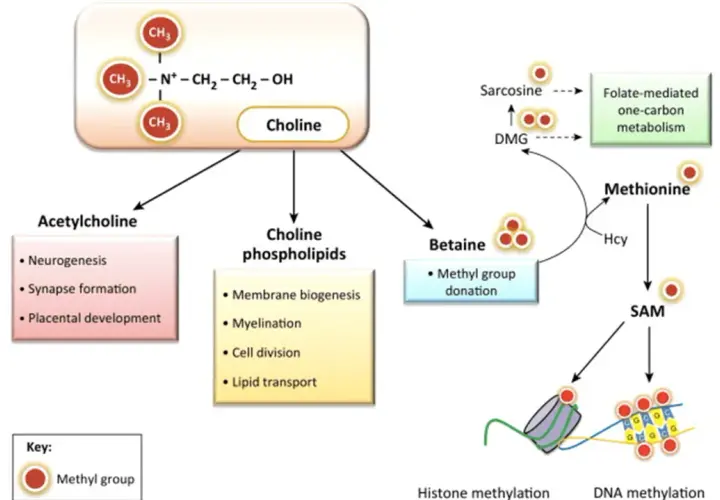 Schemat przedstawia rolę choliny w produkcji acetylocholiny, kluczowej dla neurogenezy i synaps. Wskazuje też na jej udział w metabolizmie metioniny i metylacji DNA.