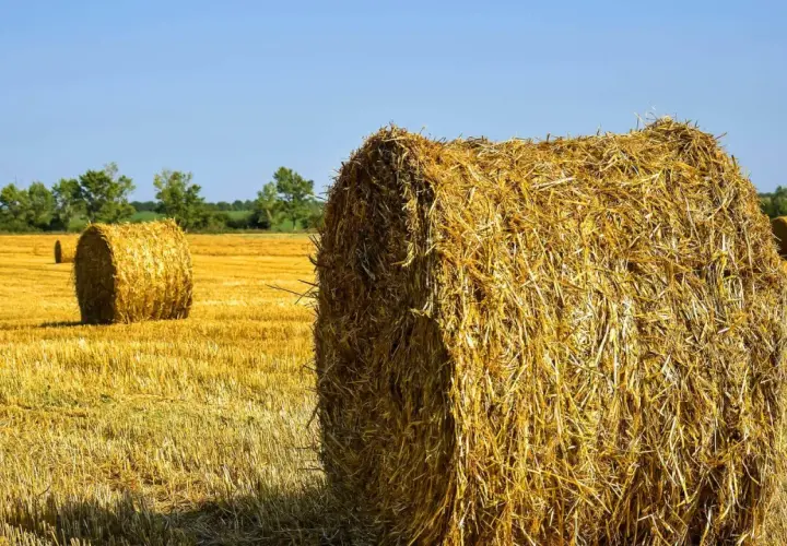 Słoma na polu po żniwach, gotowa do odrolnienia działki. Okrągłe bele tworzą krajobraz.