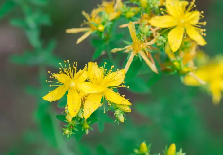 Nahaufnahme von leuchtend gelben Johanniskrautblüten. Wann wirkt Johanniskraut? Diese Heilpflanze blüht im Sommer und wird traditionell zur Stimmungsaufhellung eingesetzt.