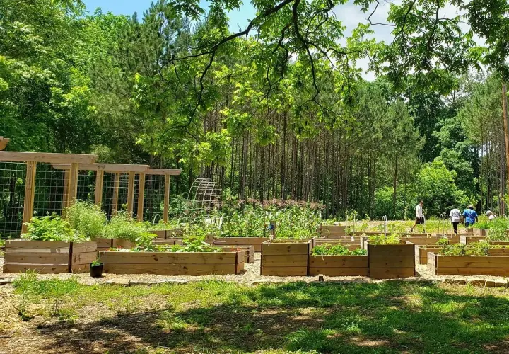 Un rigoglioso food forest con aiuole rialzate piene di verdure e alberi sullo sfondo. Persone passeggiano tra le coltivazioni.
