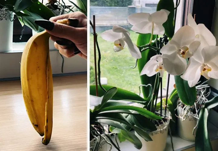 Domowy nawóz z bananów do jakich roślin? Skórka banana jako naturalny nawóz dla kwitnących storczyków.