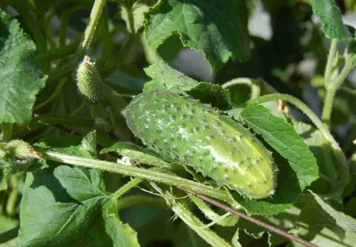 Un cetriolo acerbo su un ramo verde, pronto per essere raccolto. Il momento ideale per la raccolta è quando piantare i cetrioli.