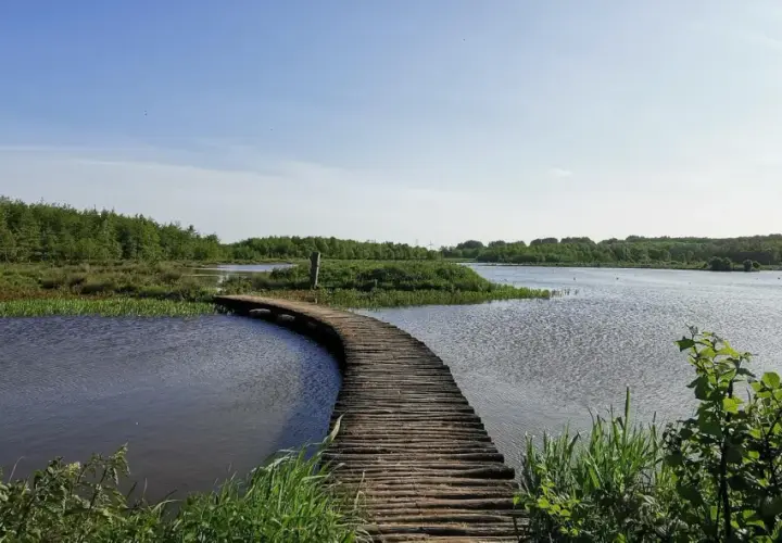 A wooden boardwalk curves over tranquil water, inviting a peaceful wandelen zuid-holland. Lush green trees and reeds surround the serene landscape.