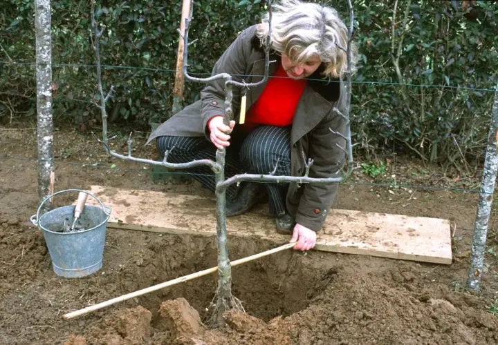 Une femme s'accroupit pour planter un arbre fruitier adulte. Une brouette et une pelle sont à proximité.