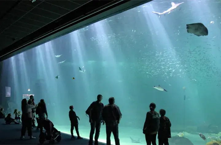 Nausicaá w Francji: największe oceanarium, które musisz odwiedzić