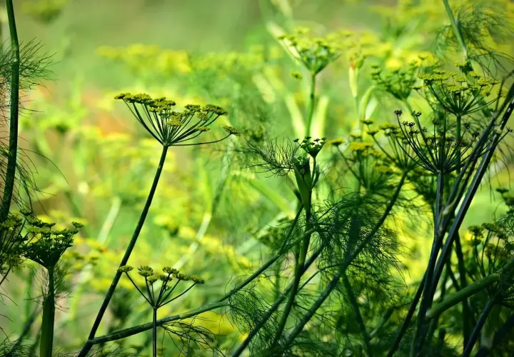 Fiori delicati e filiformi di una pianta anice si stagliano su uno sfondo verde sfocato, evocando un senso di freschezza e natura.