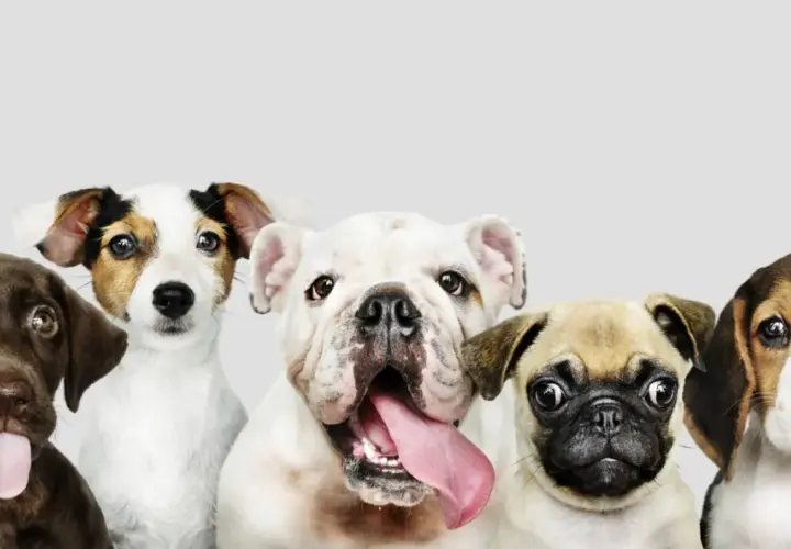 Pięć uroczych, małych psów: czekoladowy labrador z wystawionym językiem, jack russell terrier, biały buldog, mops i beagle.
