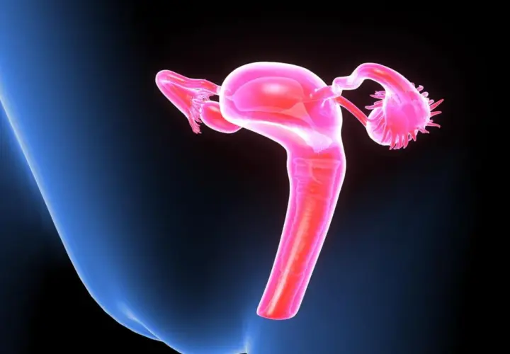 Anatomia kobiecych narządów rodnych. Kolposkopia co to? Badanie pozwala ocenić szyjkę macicy.