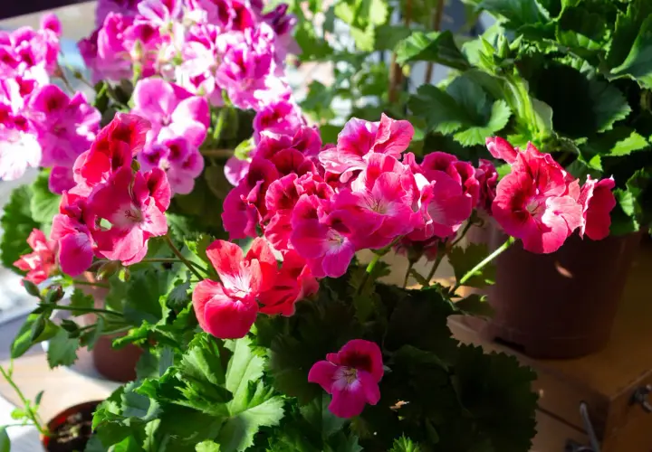 Färgglada pelargoner i full blom, redo för vattning.
