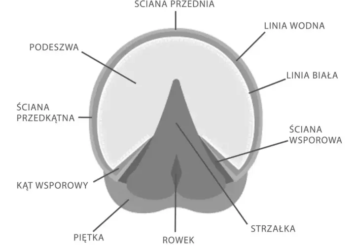 Przekrój kopyta konia, zwierzęcia parzystokopytnego. Widoczne elementy: podeszwa, ściany, strzałka.