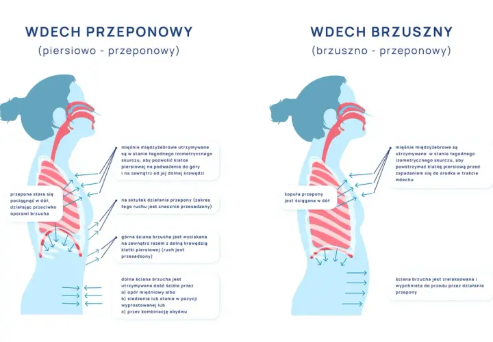Ilustracja pokazuje dwa rodzaje wdechu: przeponowy i brzuszny. Oba angażują świadome oddychanie, ale różnią się mechanizmem.
