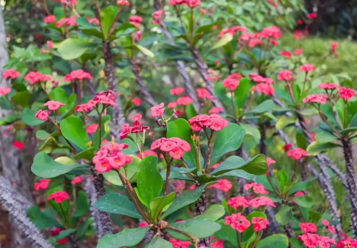 Fiori rosa vivaci su rami spinosi di spina di cristo velenosa, un contrasto affascinante tra bellezza e pericolo.