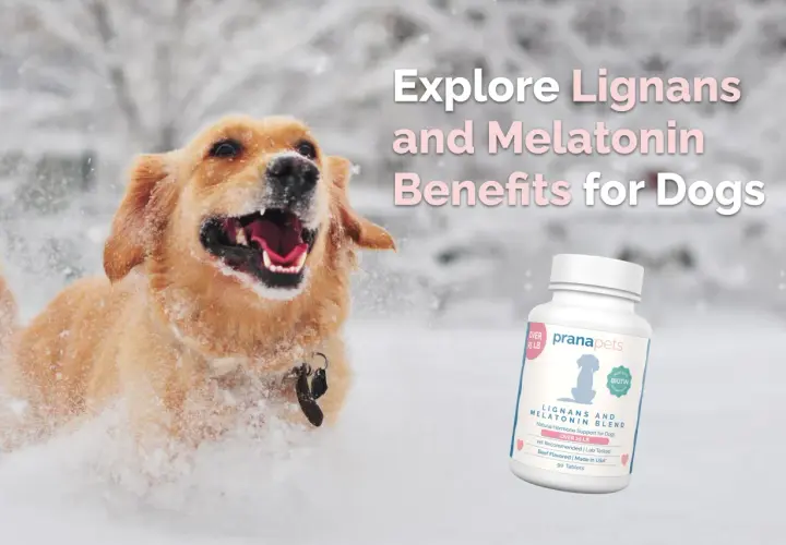 Perro feliz jugando en la nieve. A su lado, un frasco de suplemento "pienso libra light" para perros.