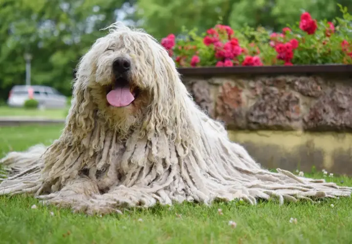 Ein Komondor Hund mit seinem charakteristischen, langen, zotteligen Fell liegt entspannt auf grünem Gras. Im Hintergrund blühen rote Rosen.