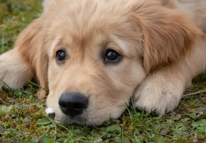 Golden Retriever: Jak kupić szczeniaka? Przewodnik i koszty