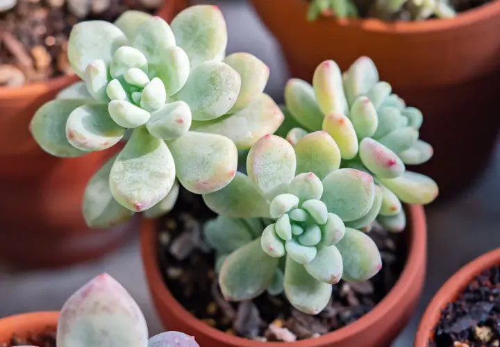 Plante sedum aux feuilles charnues, d'un vert pâle teinté de rose, dans des pots en terre cuite.