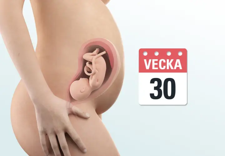 Gravid vecka 30. En illustration visar ett foster i livmodern, med en kalender som visar "Vecka 30".