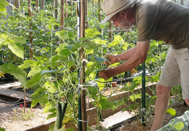 Un jardinier en chapeau de paille s'occupe d'une plante de concombre grimpante, attachant une tige. Des concombres mûrs pendent déjà.