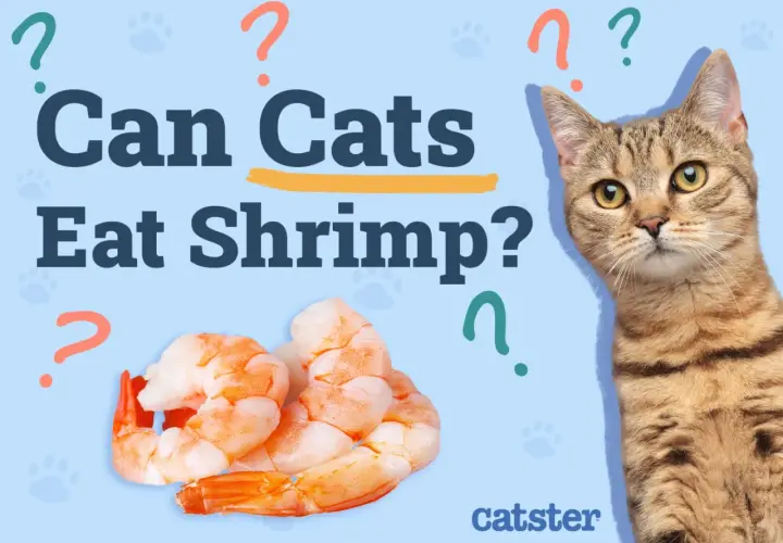 A tabby cat looks curiously at a pile of cooked shrimp, with the text "Can Cats Eat Shrimp?" prominently displayed.