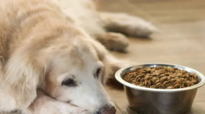 Golden Retriever: Co jeść? Dieta, przepisy i błędy żywieniowe