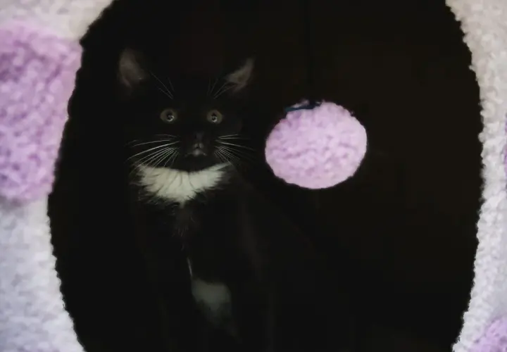 A black and white kitten peeks out from a dark den, a purple pom-pom toy nearby. This scene might evoke feelings of cat separation anxiety, as the kitten seems a bit wary.