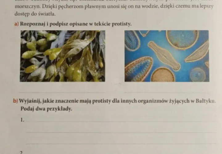 Znaczenie protistów dla organizmów w Bałtyku: kluczowe funkcje i wpływ