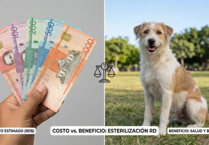 Manos con billetes dominicanos y un perro feliz. ¿Cuánto cuesta esterilizar a una perra? El costo vs. beneficio de la esterilización en RD.
