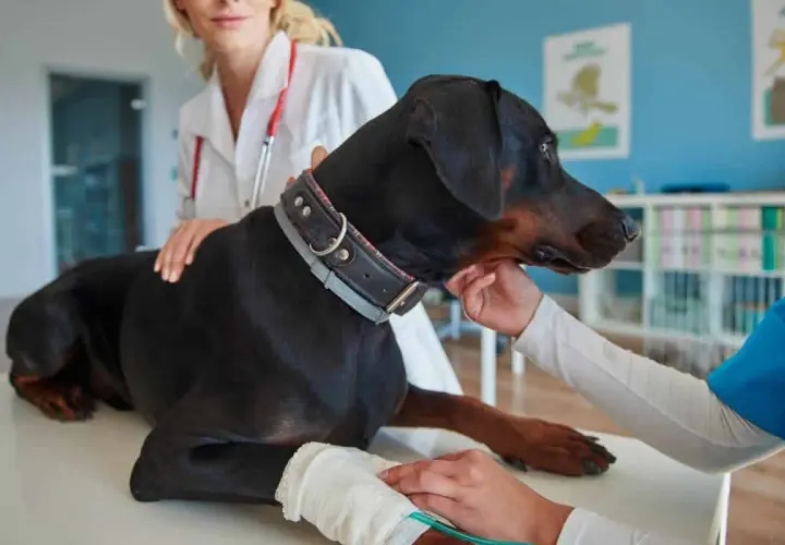 Veterinarios examinan a un Doberman con collar. Se investigan los síntomas de diabetes en perros, como sed excesiva o pérdida de peso.