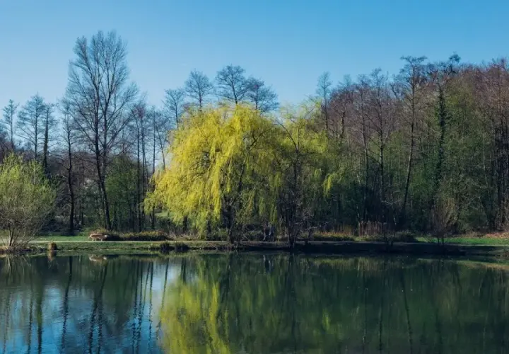 Wiosenne drzewa nad jeziorem, idealne na **charzykowy trasy rowerowe**.