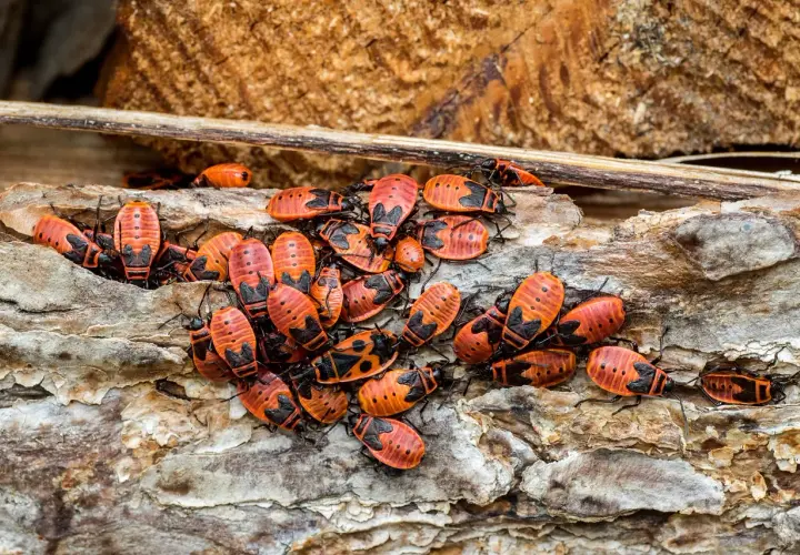 Eine Gruppe leuchtend roter Feuerwanzen krabbelt auf einem Stück Baumrinde im Garten.
