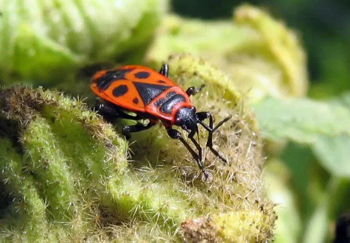 Un insecte gendarme, reconnaissable à sa carapace rouge et noire, se repose sur une plante verte et poilue.